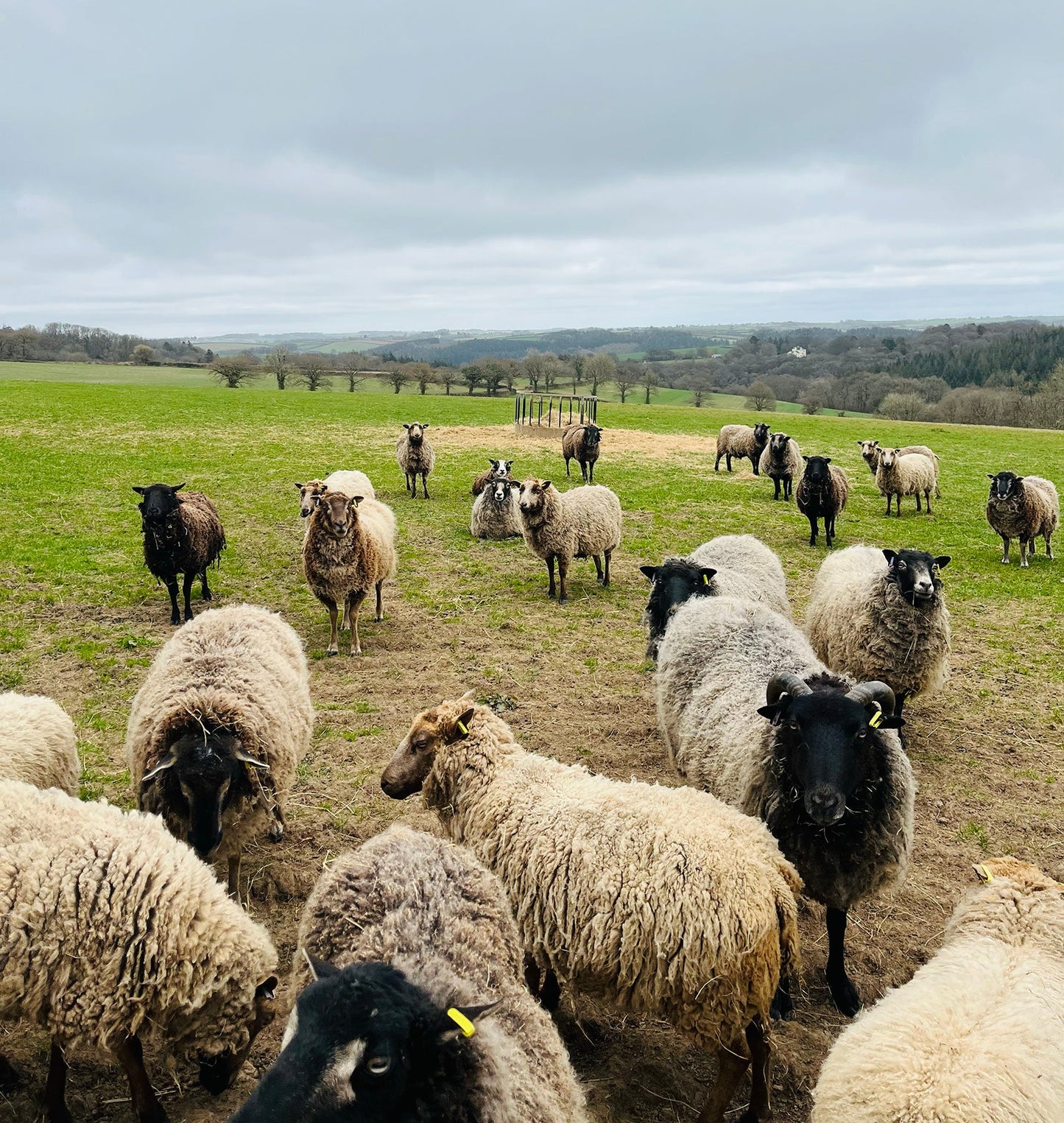 Taw Valley *NEW LIMITED EDITION* - Ginger Pink Yarns